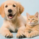 Pet Liability Insurance for Renters